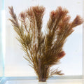 Myriophyllum tuberculatum