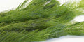 Myriophyllum spicatum (Spiked Water Milfoil) - OX016