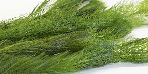Myriophyllum spicatum (Spiked Water Milfoil) - OX016