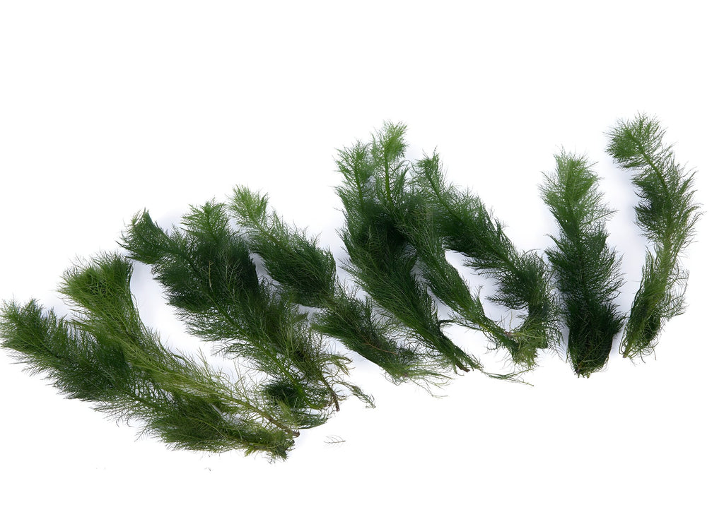 Myriophyllum hippuroides