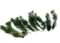 Myriophyllum hippuroides