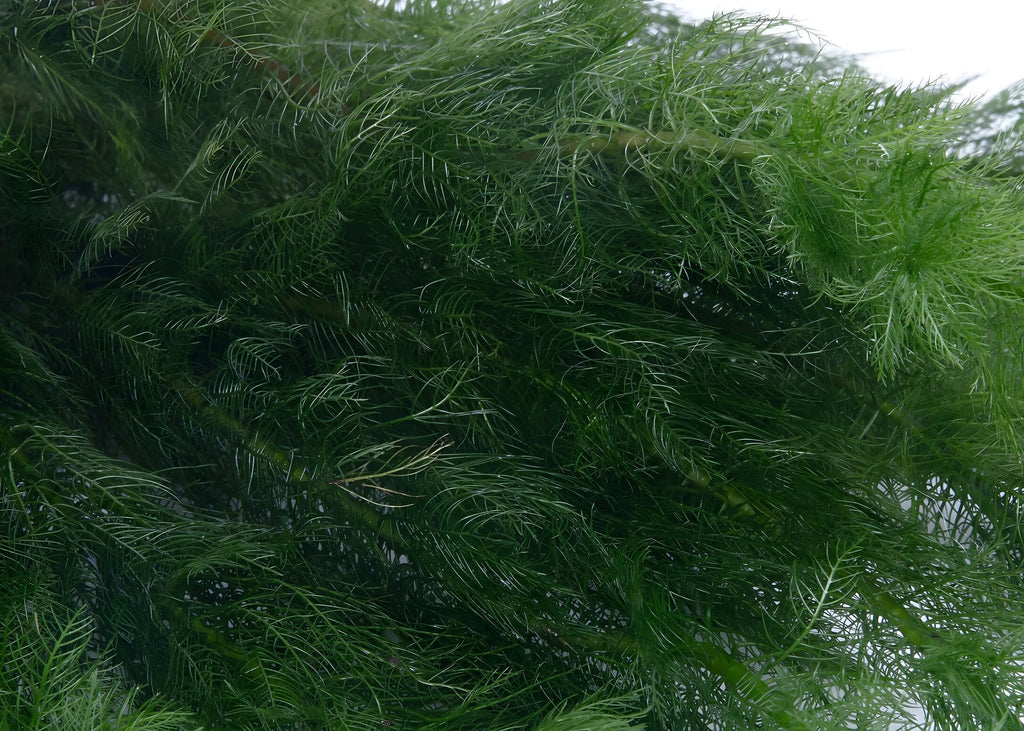 Myriophyllum hippuroides