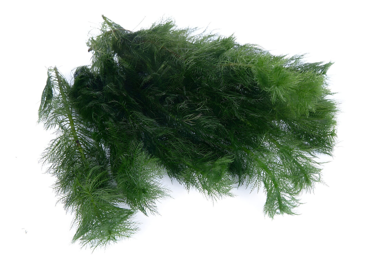Myriophyllum hippuroides
