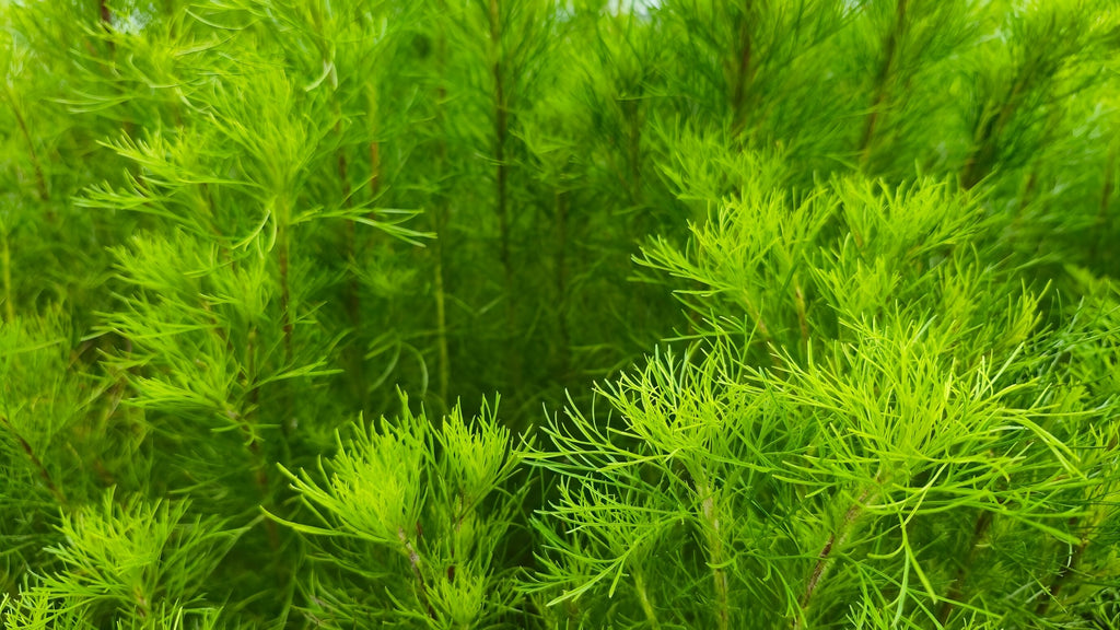 Myriophyllum matogrossense 'Green form'