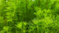 Myriophyllum matogrossense 'Green form'