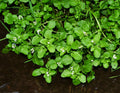 Nasturtium officinale