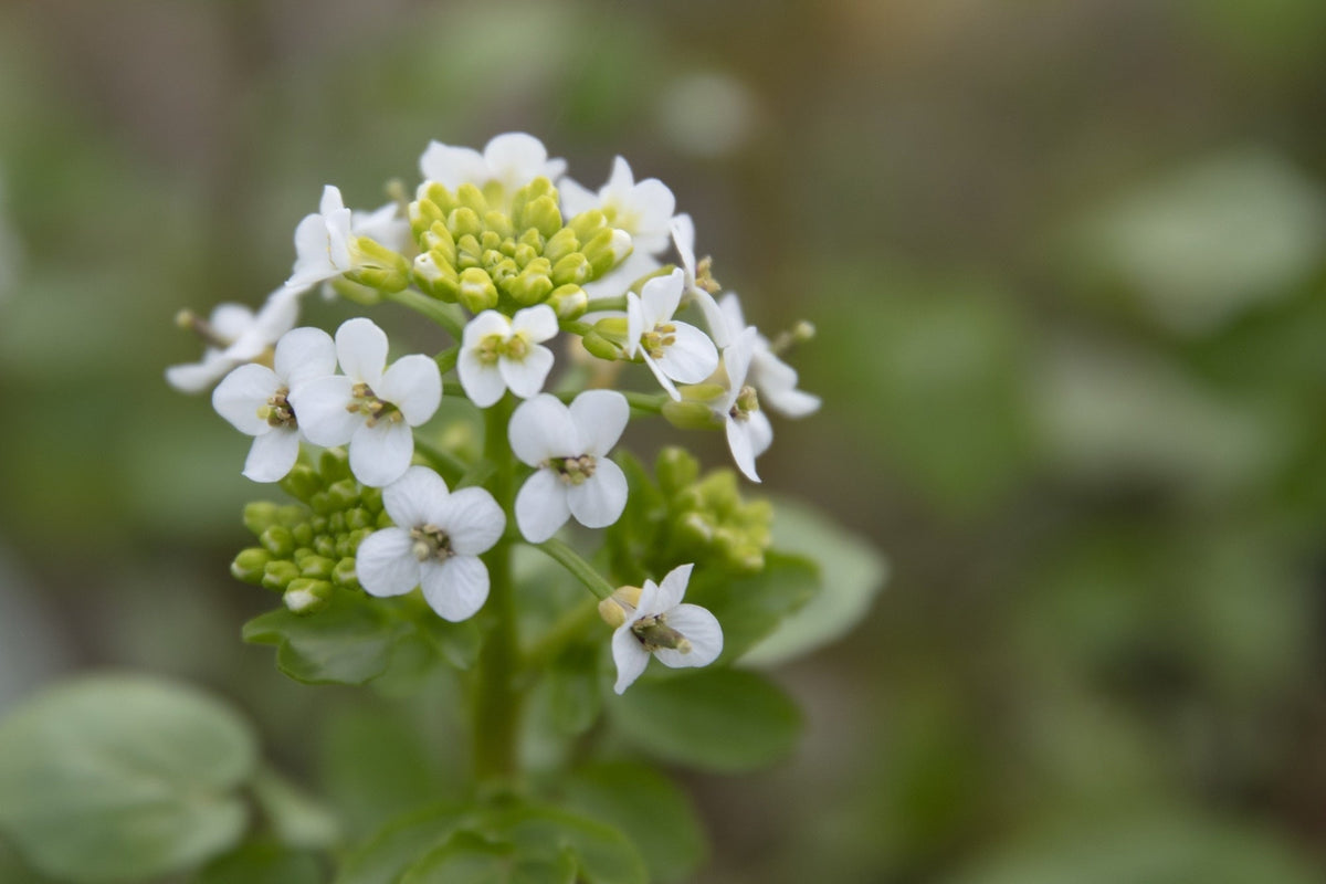 Nasturtium officinale