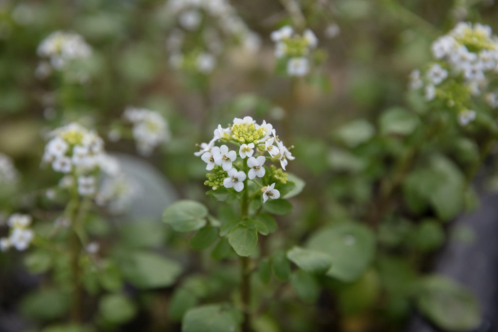 Nasturtium officinale