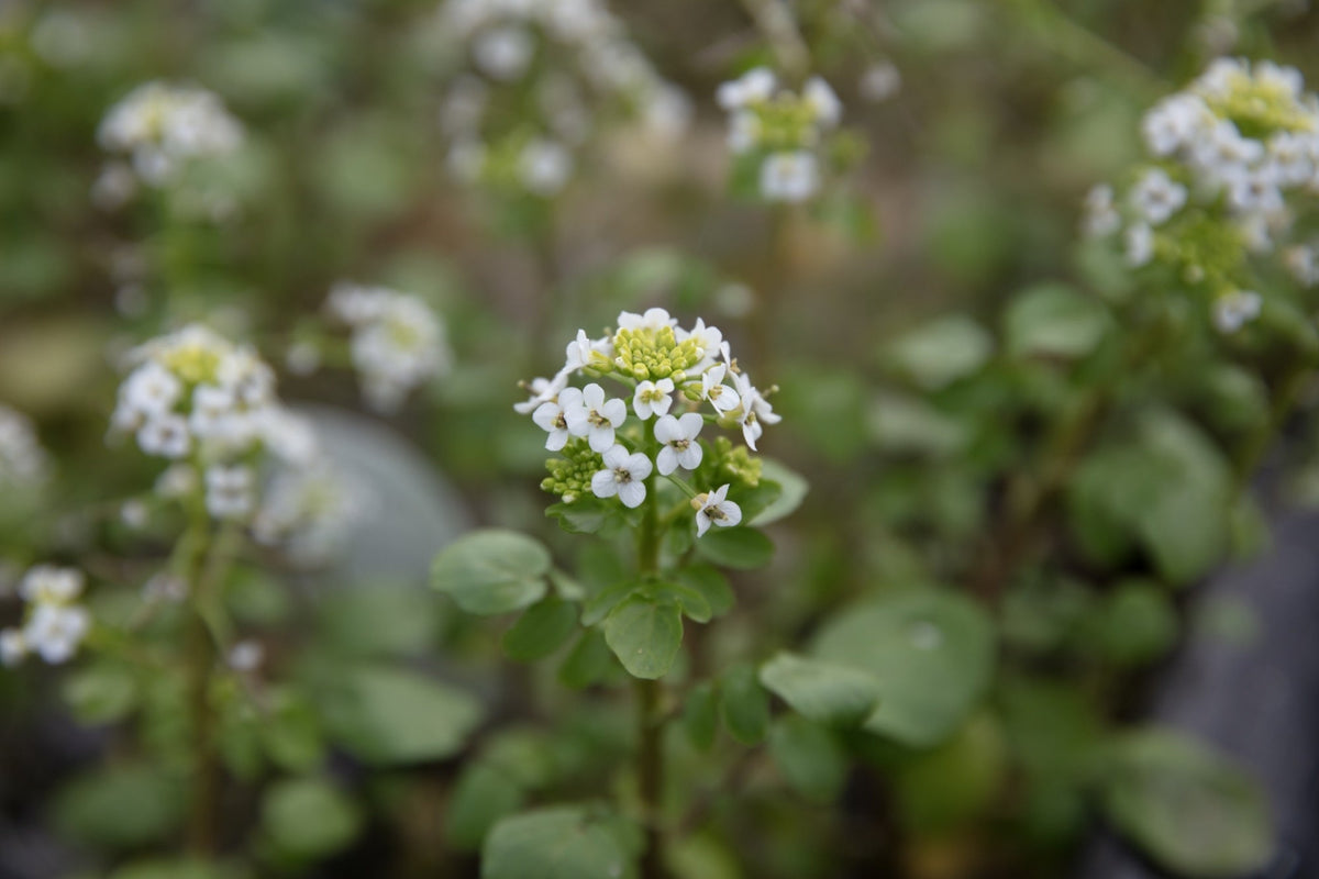 Nasturtium officinale