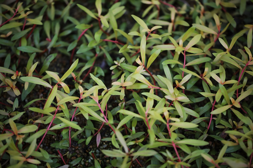Nesaea pedicellata