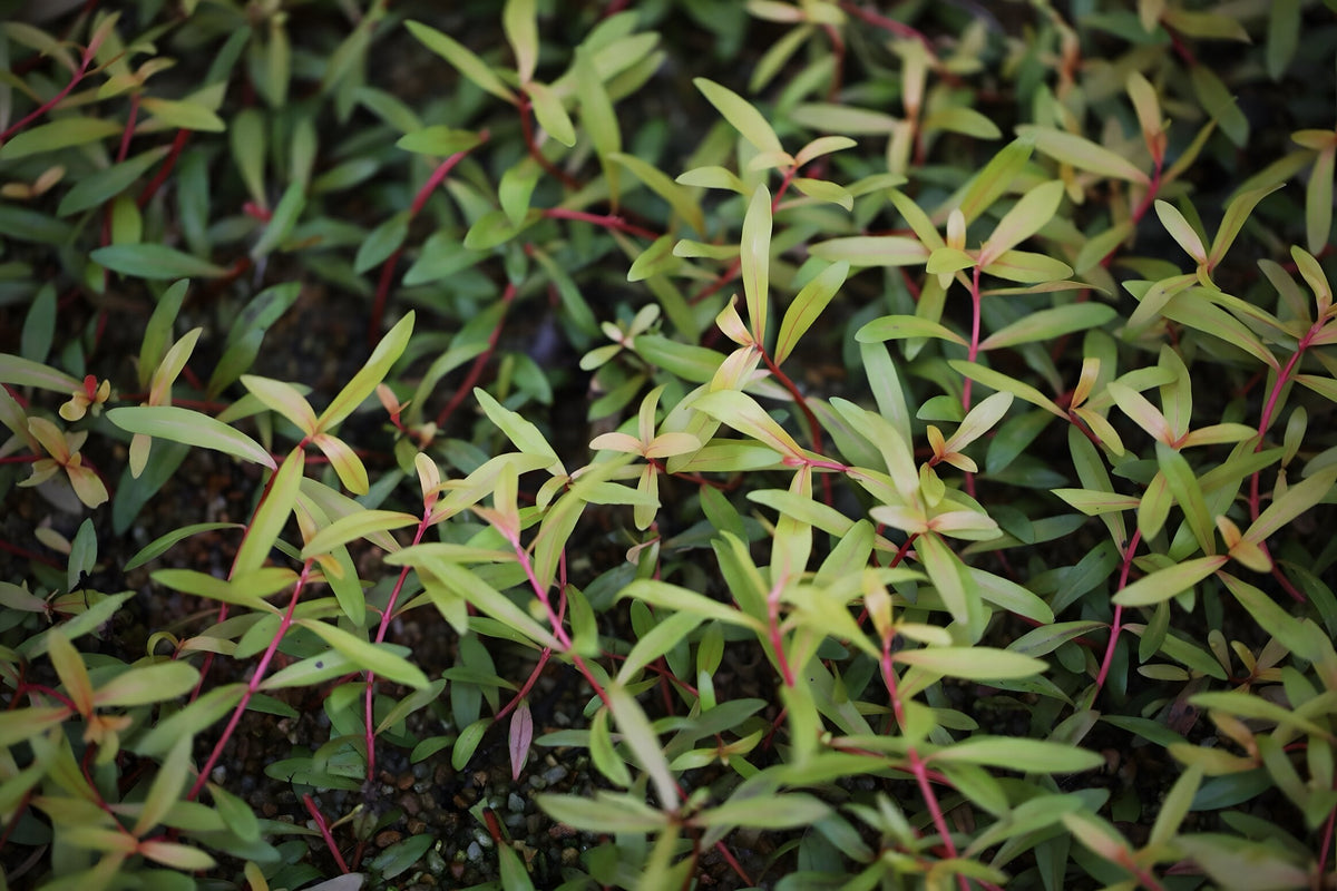 Nesaea pedicellata