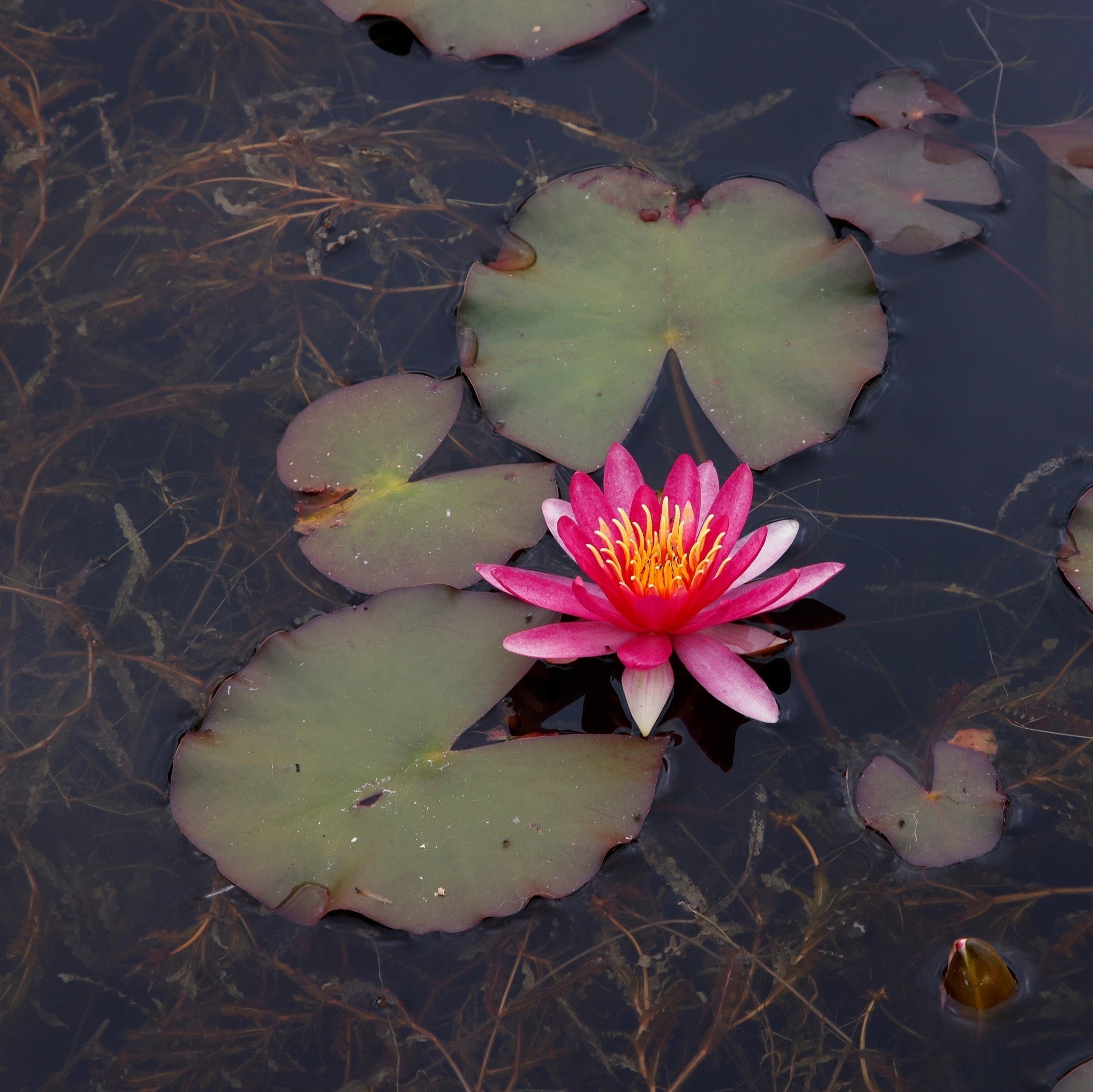 Nymphaea 'Newton'