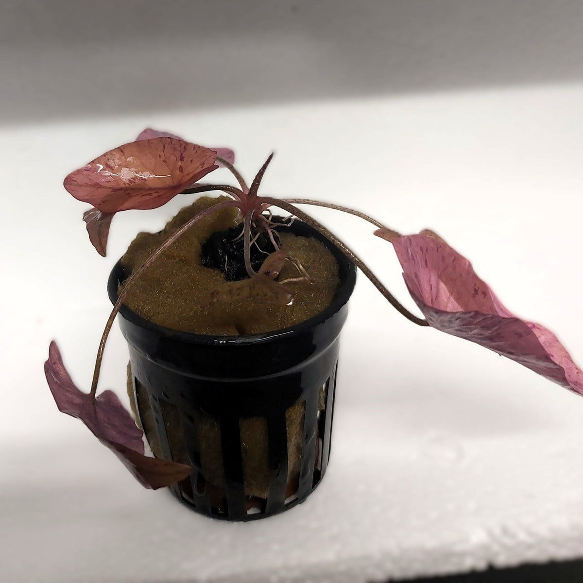 Nymphaea 'Tiger lotus red'