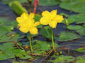 Nymphoides peltata