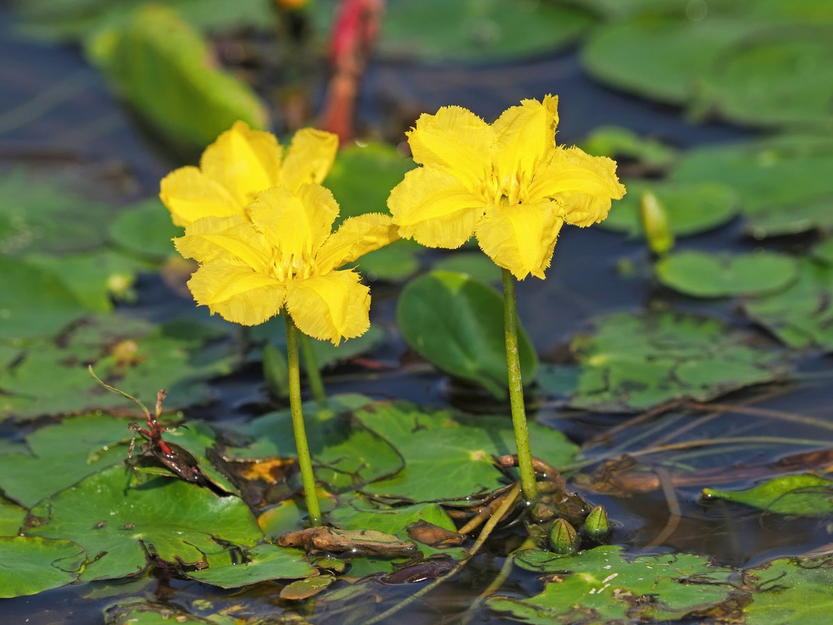Nymphoides peltata