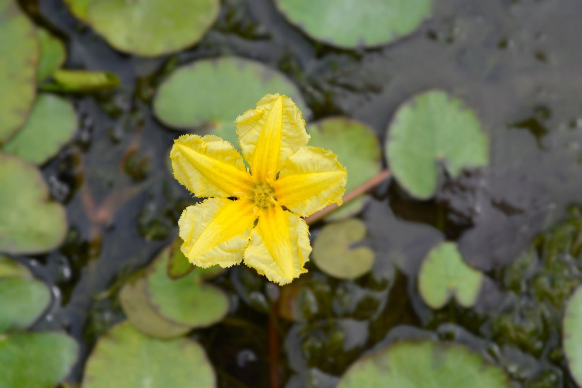 Nymphoides peltata