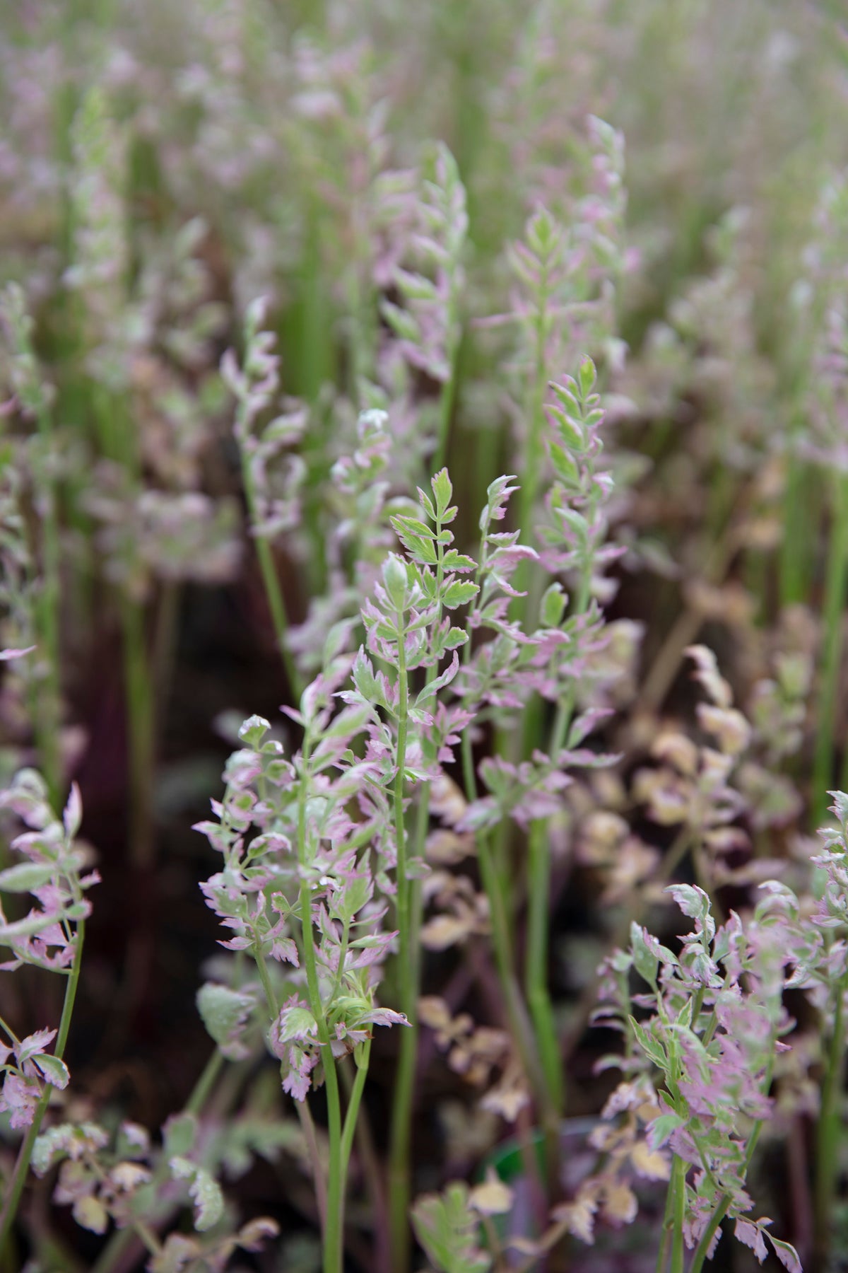 Oenanthe javanica 'Flamingo'