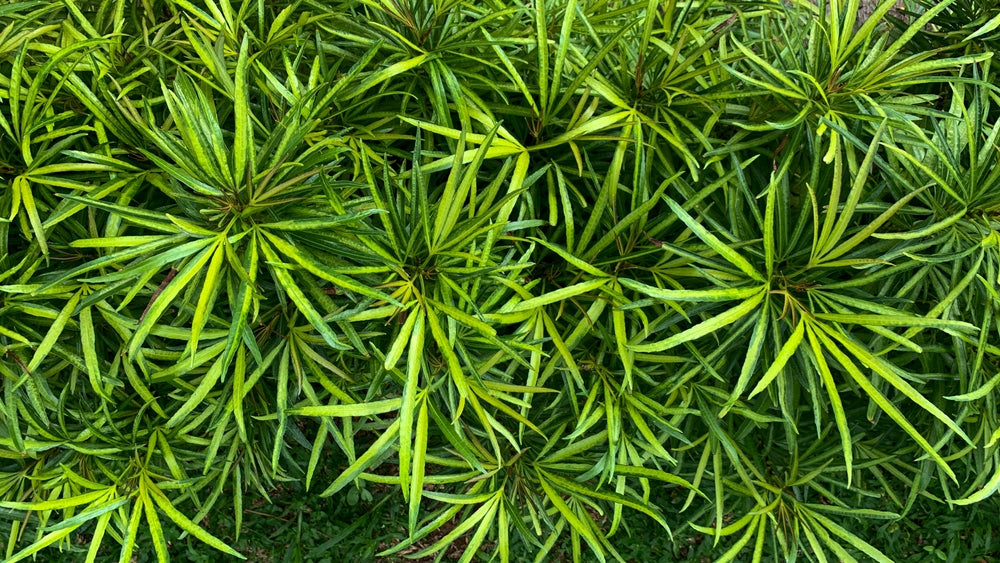 Ophiopogon japonicus