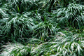 Ophiopogon japonicus