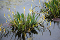 Orontium aquaticum