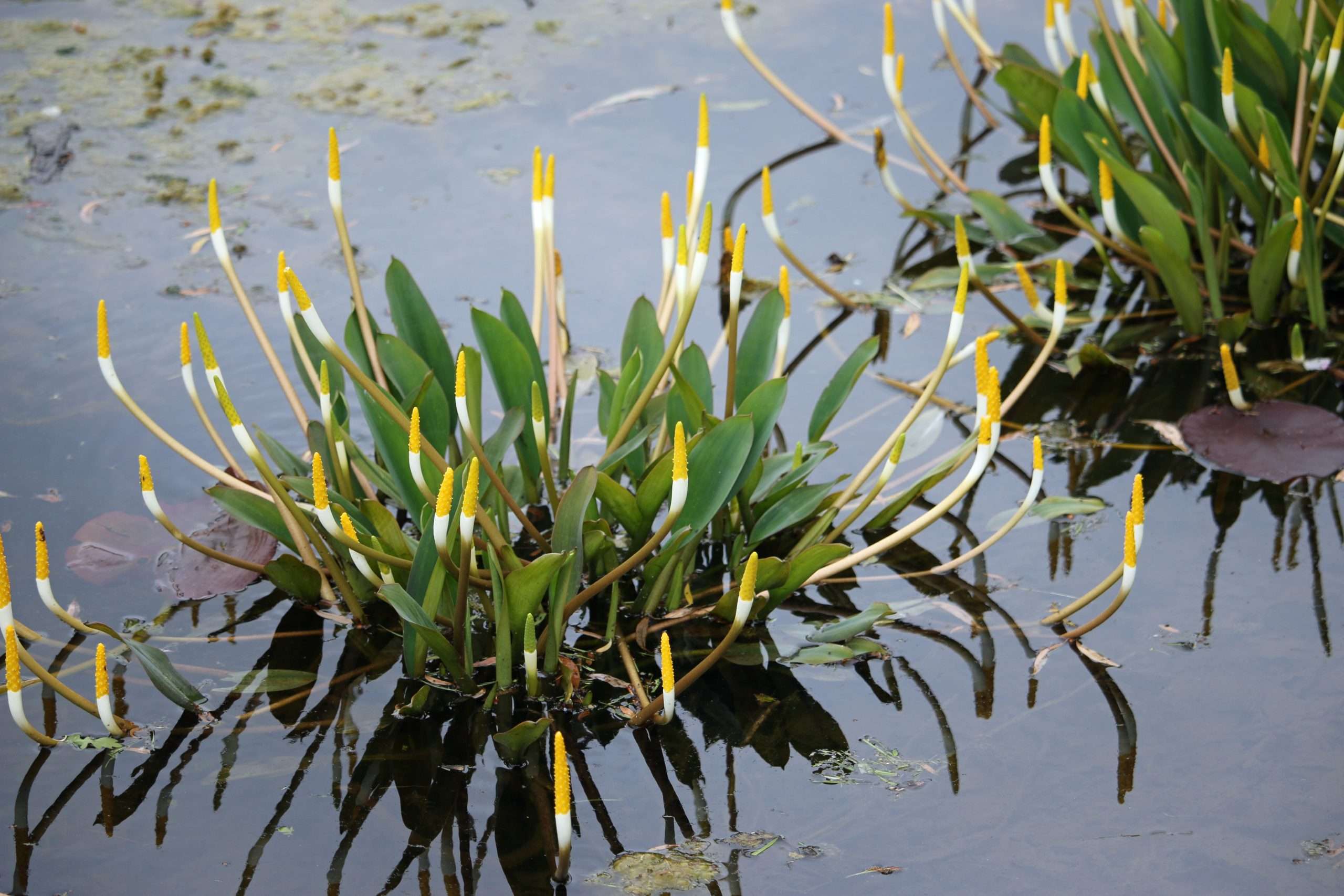 Orontium aquaticum