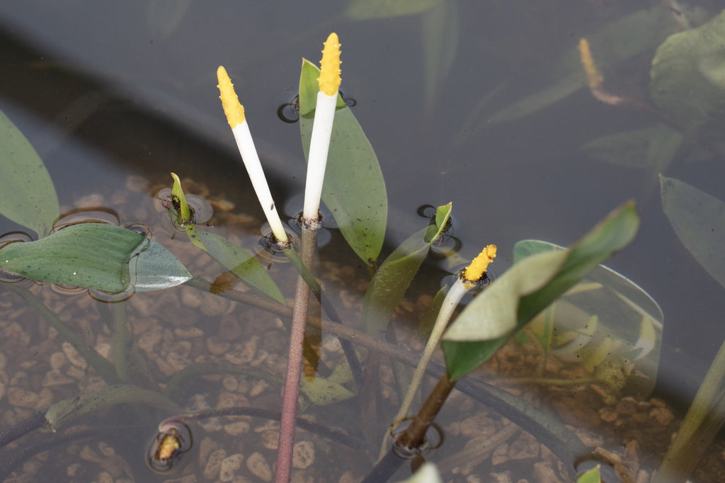 Orontium aquaticum