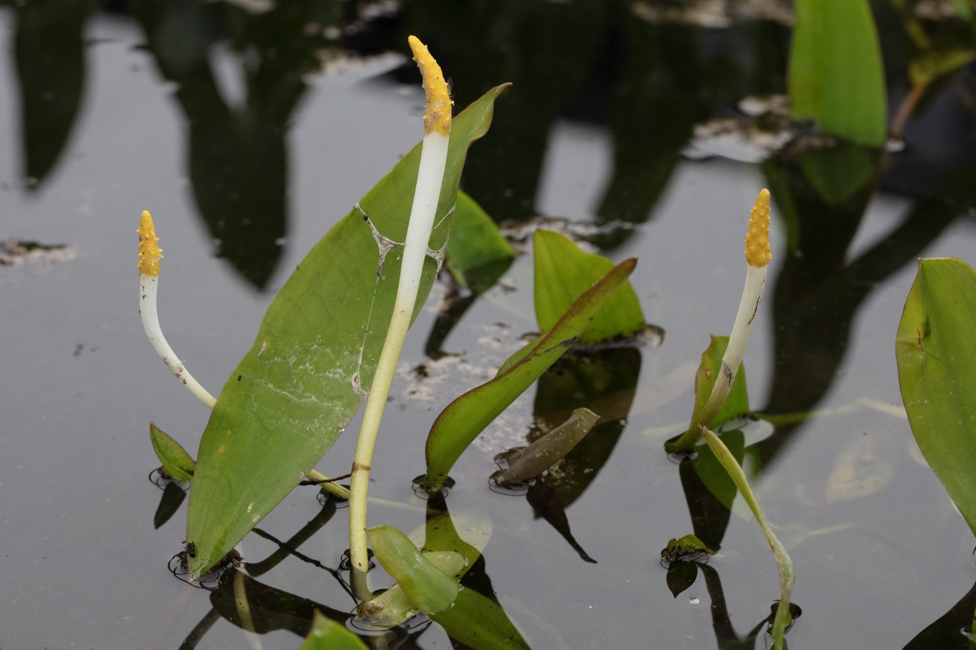 Orontium aquaticum