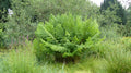 Osmunda regalis
