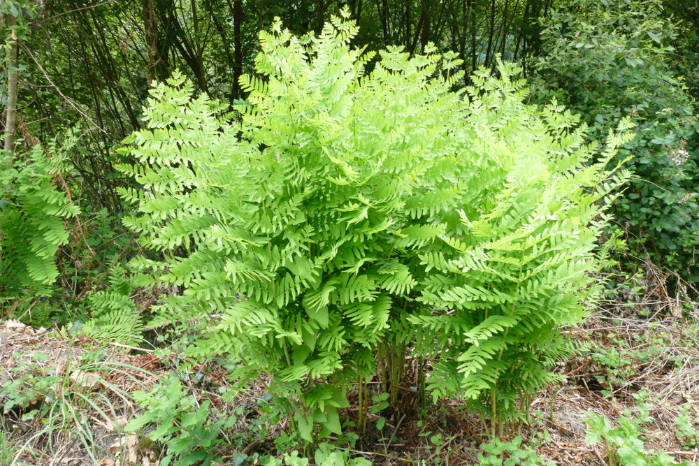 Osmunda regalis