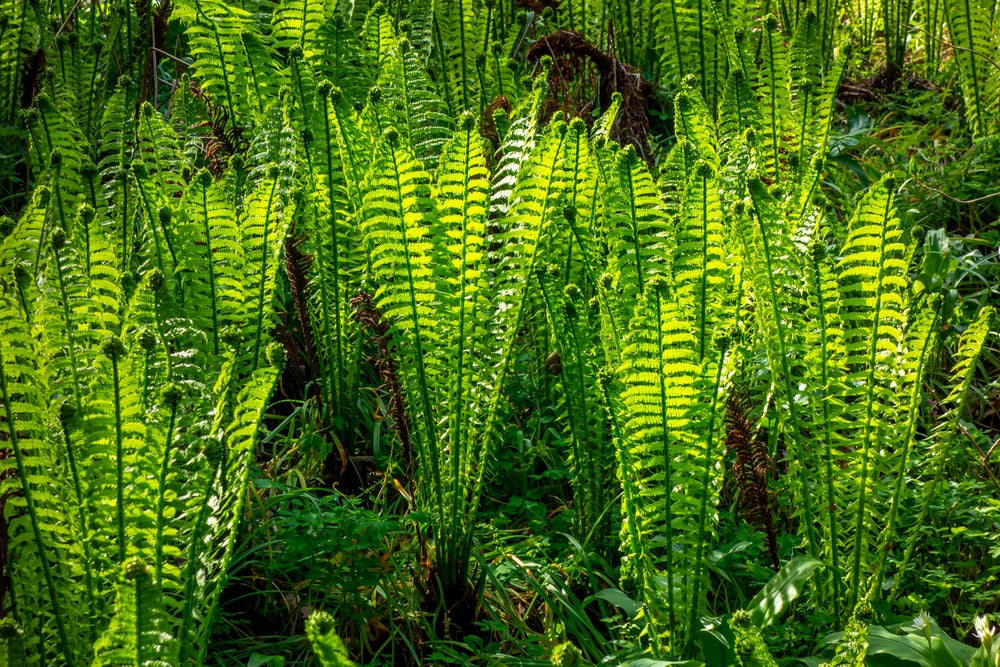 Osmunda regalis