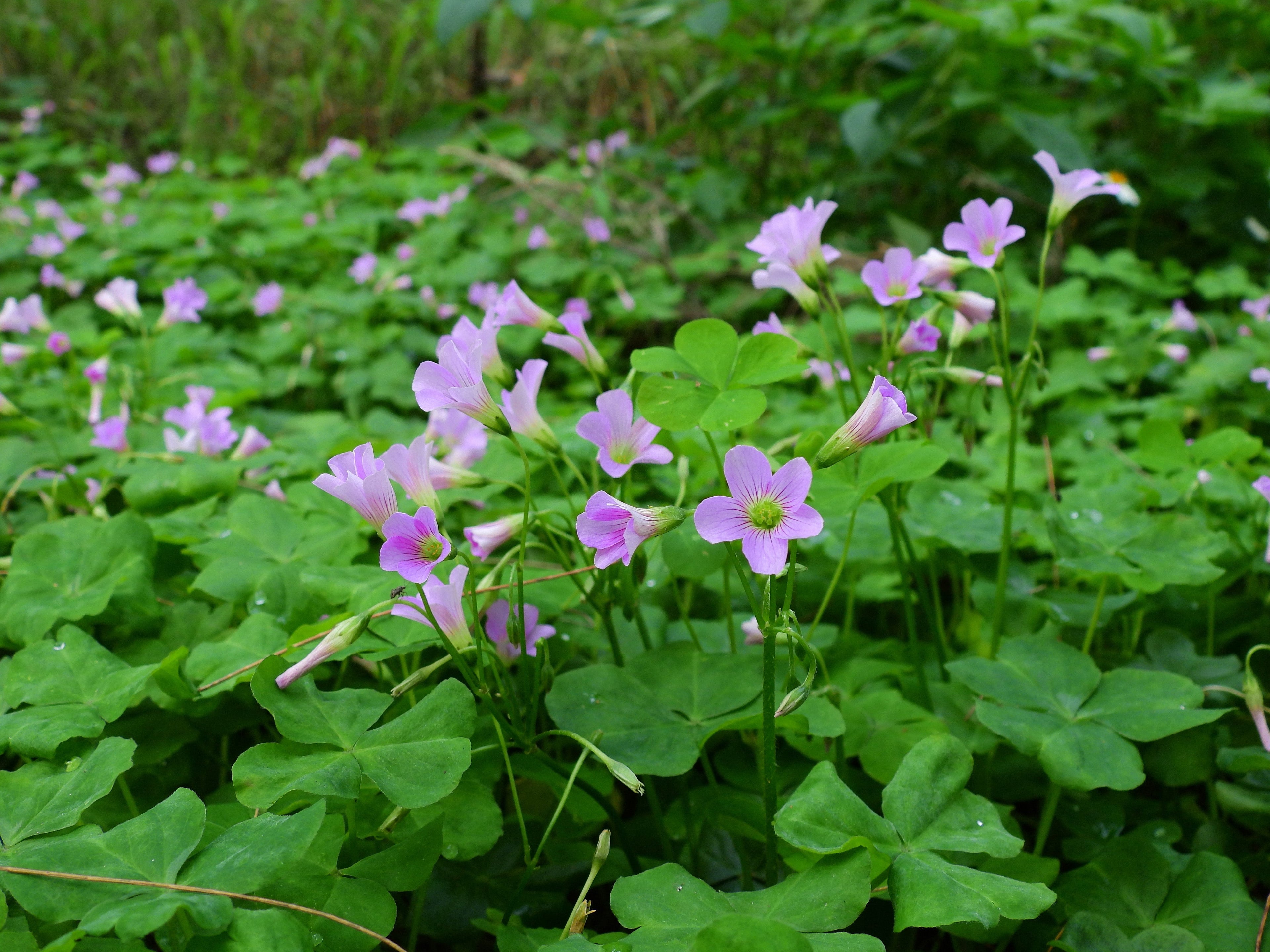 Oxalis corymbosa