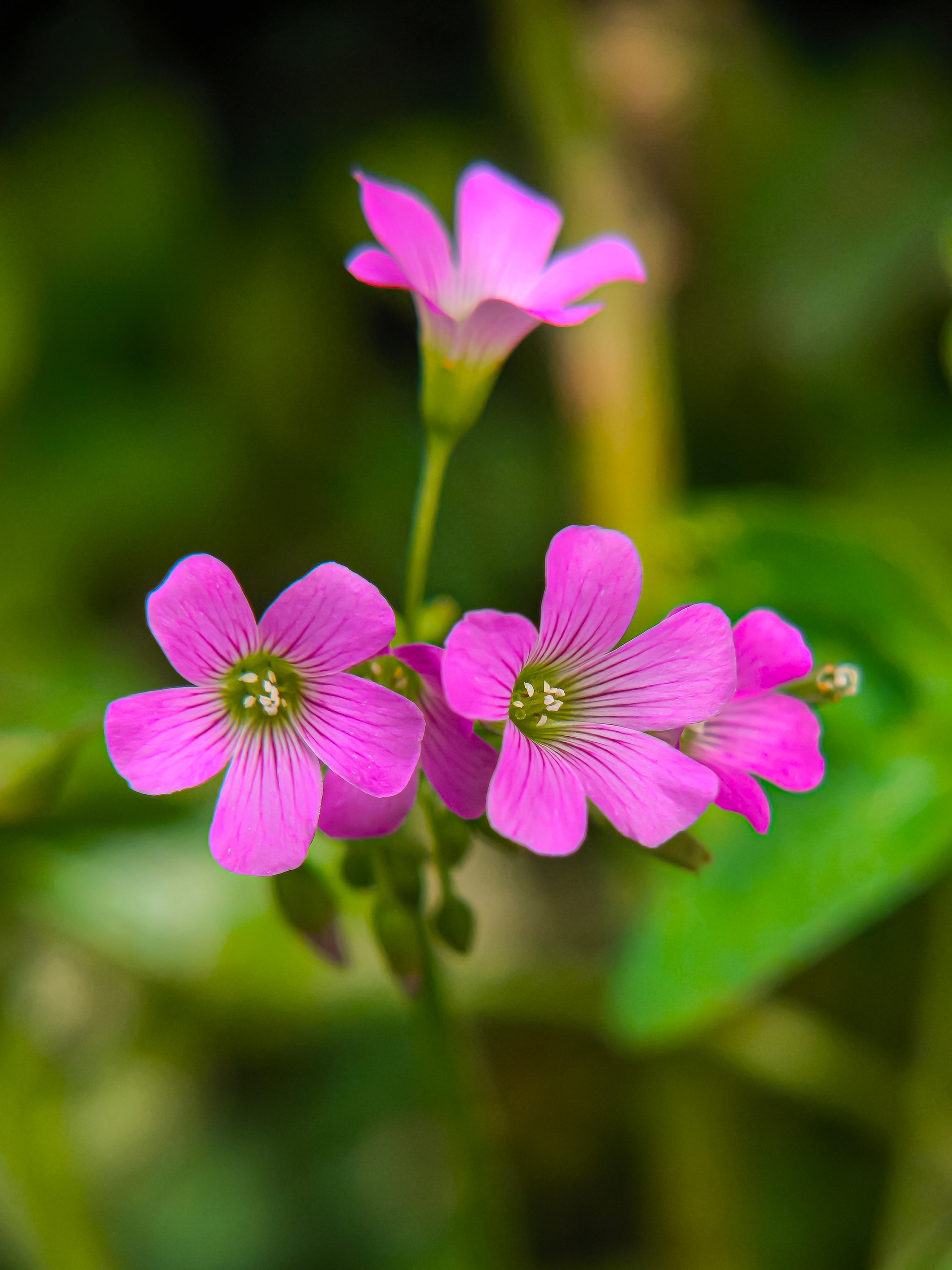 Oxalis corymbosa