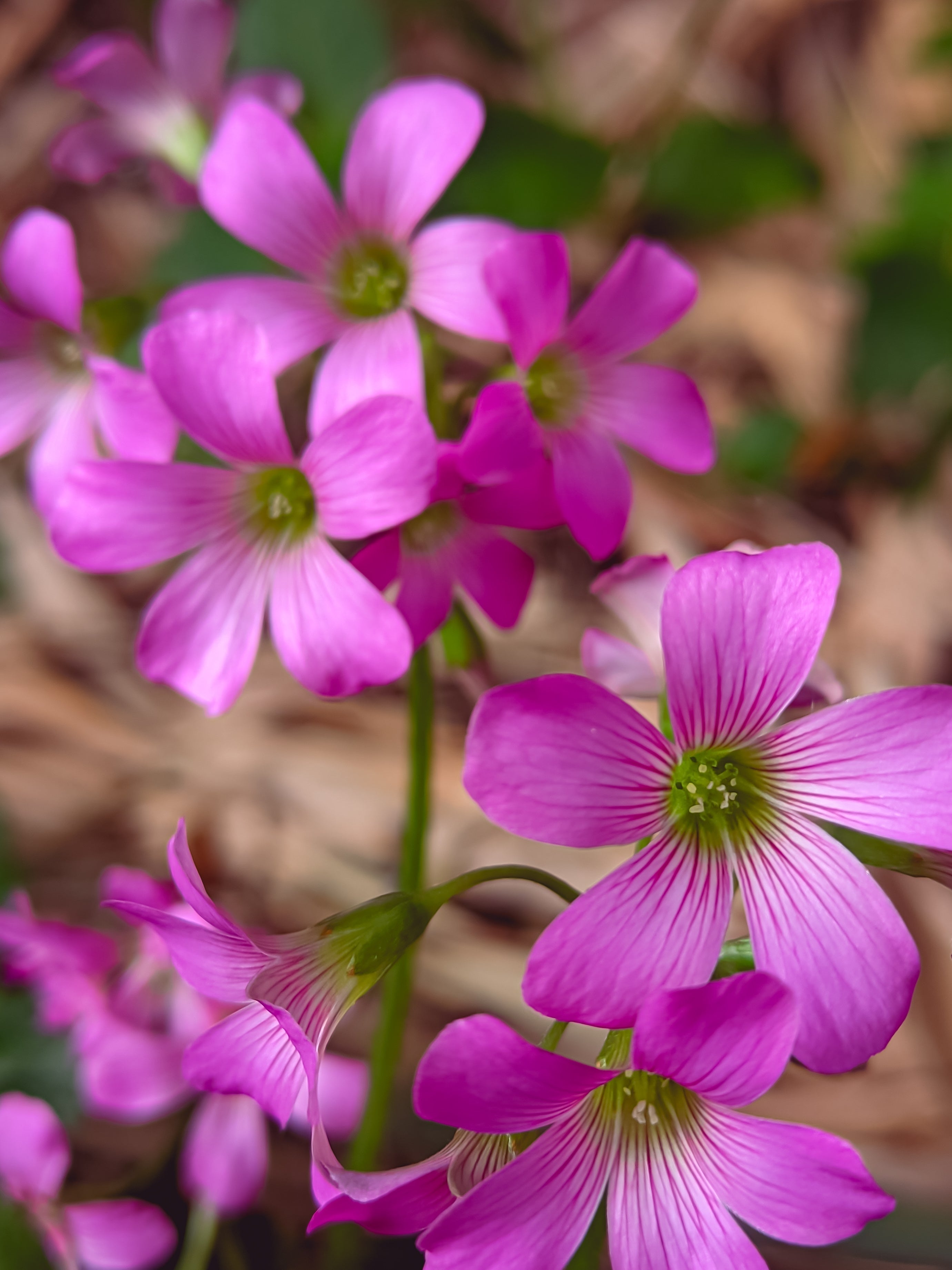 Oxalis corymbosa