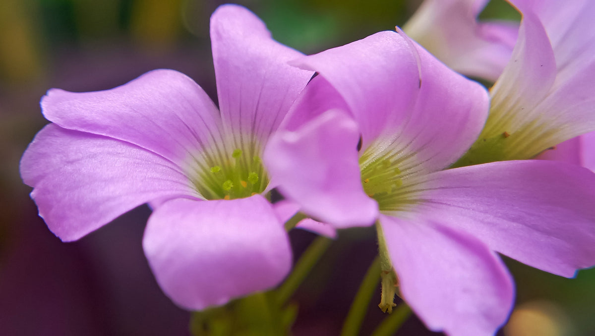 Oxalis corymbosa