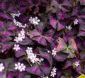 Oxalis triangularis