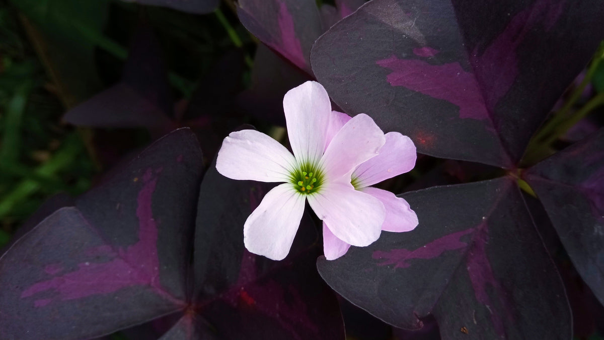 Oxalis triangularis