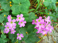 Oxalis corymbosa