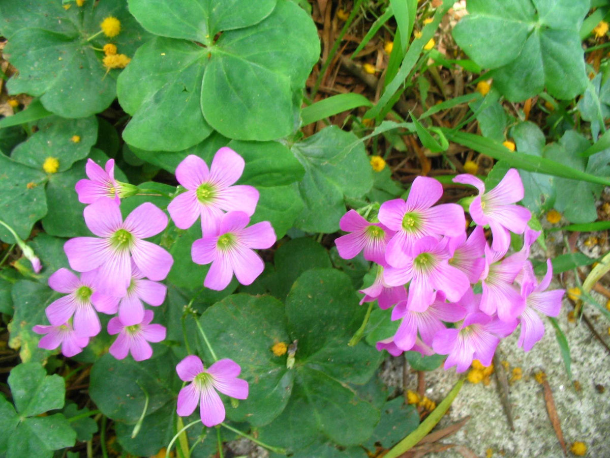 Oxalis corymbosa