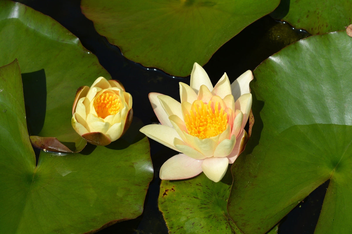 Nymphaea 'Paul Hariot'