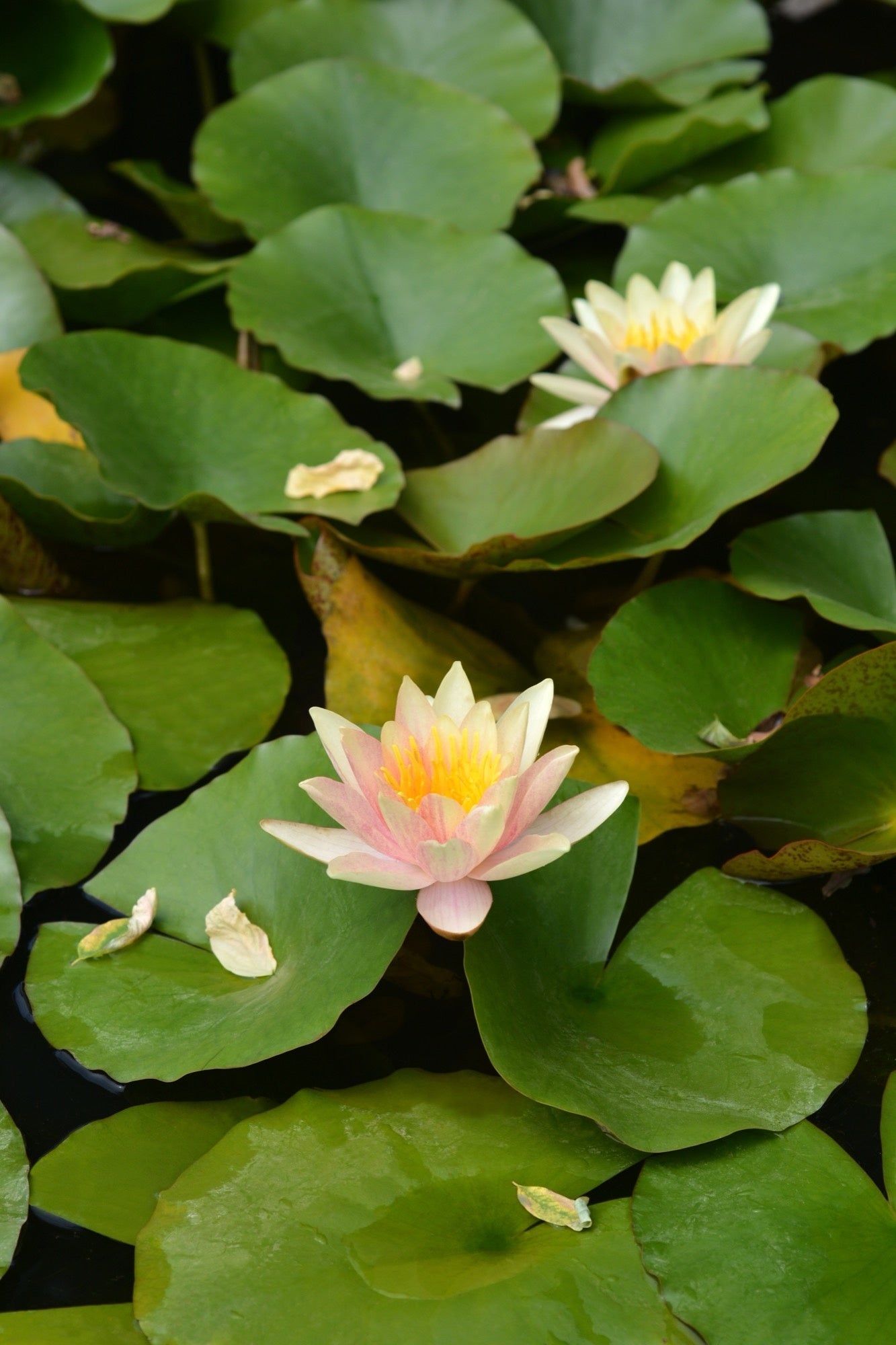 Nymphaea 'Paul Hariot'