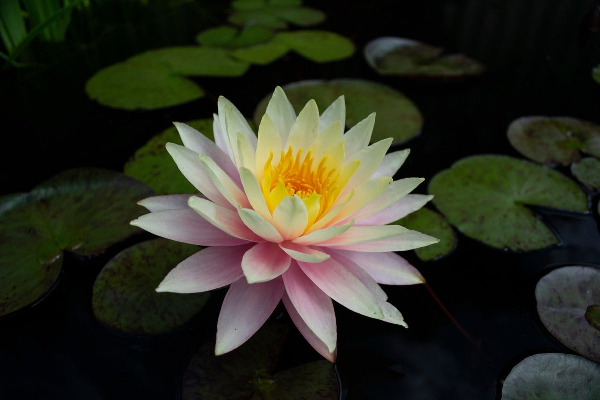Nymphaea 'Peaches and Cream'