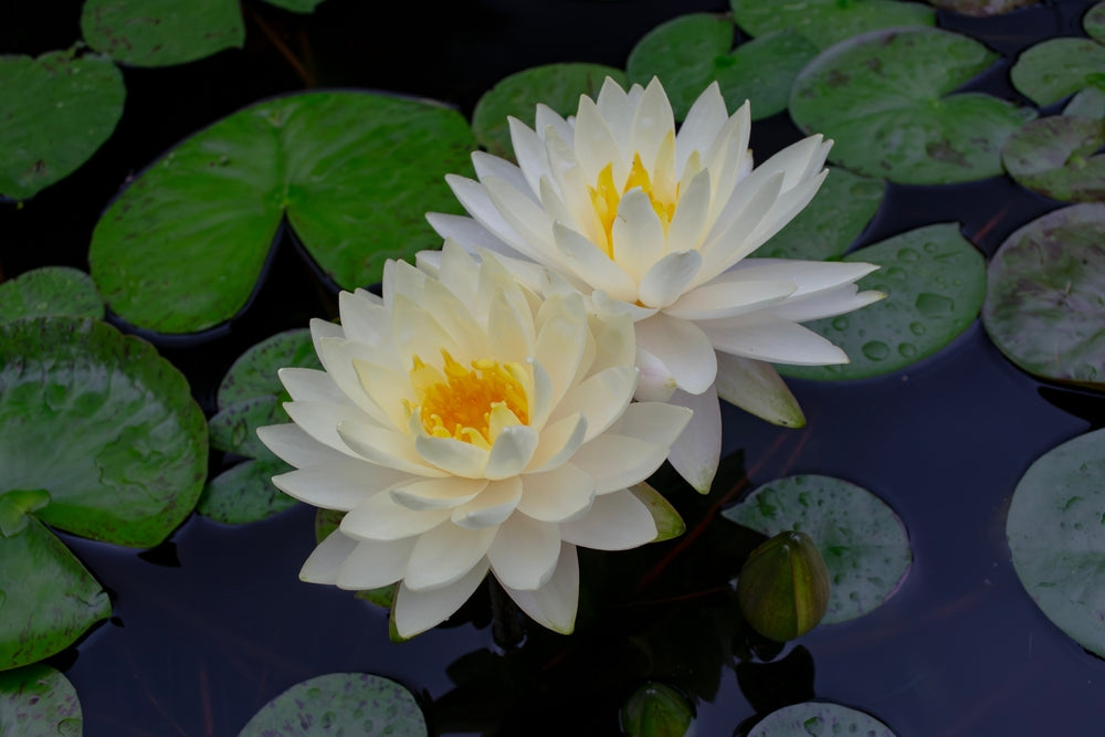 Nymphaea 'Perry's Double White'