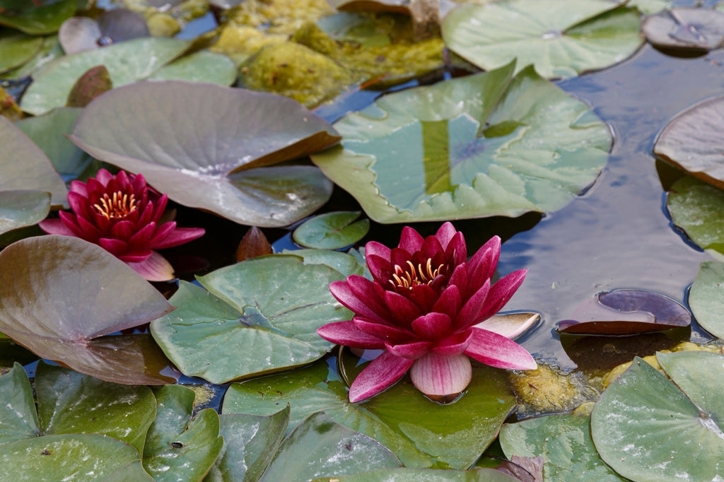 Nymphaea 'Perry's Almost Black'