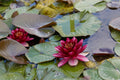 Nymphaea 'Perry's Almost Black'