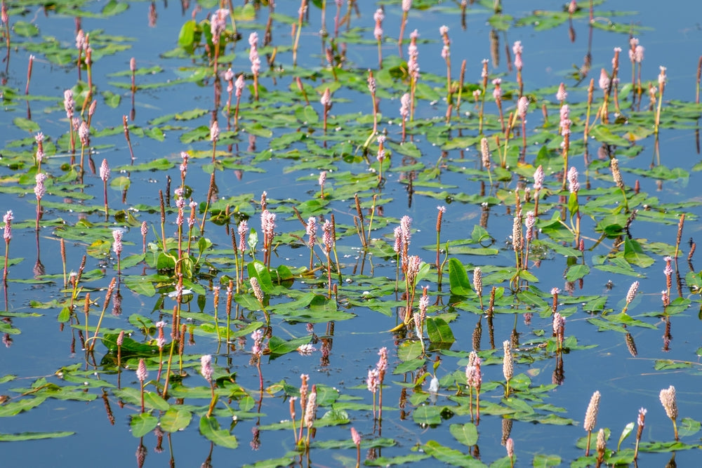 Persicaria bistorta