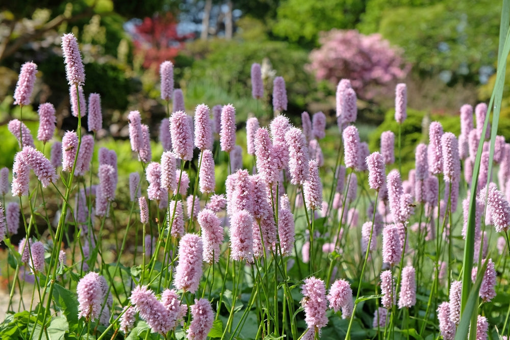 Persicaria bistorta