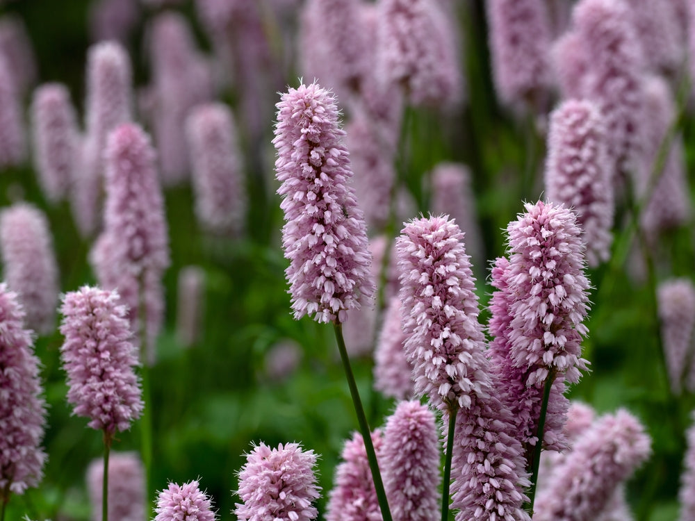 Persicaria bistorta