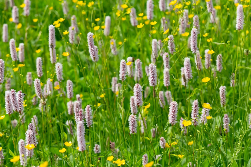 Persicaria bistorta