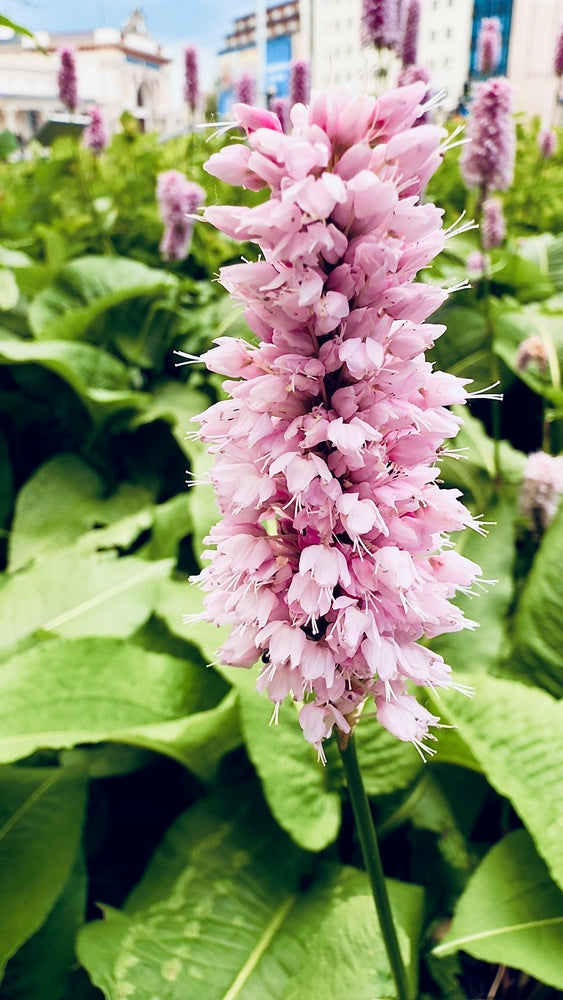 Persicaria bistorta