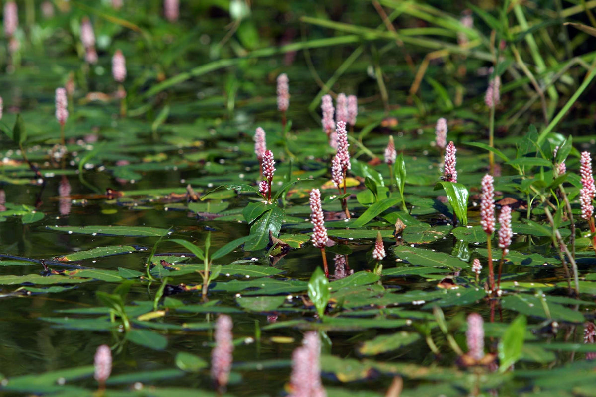 Persicaria amphibia